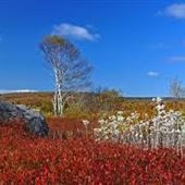 NOVA SCOTIA BLUEBERRY FIELDS