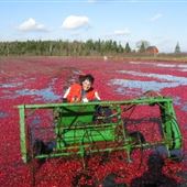 Rural Areas - Cranberry Bogs