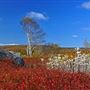 NOVA SCOTIA BLUEBERRY FIELDS