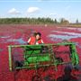 Rural Areas - Cranberry Bogs