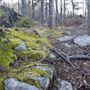 Dense Forests of Nova Scotia
