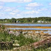 Tancook / Tancook Island