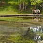 Hemlock Ravine Park