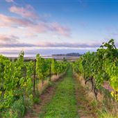 Vineyards