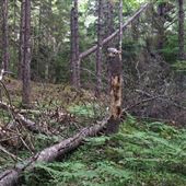 Clarke Property