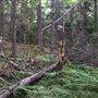 Clarke Property